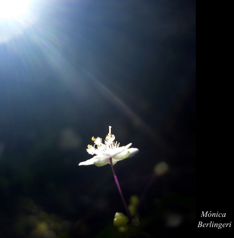 5565315835_431a397126_b